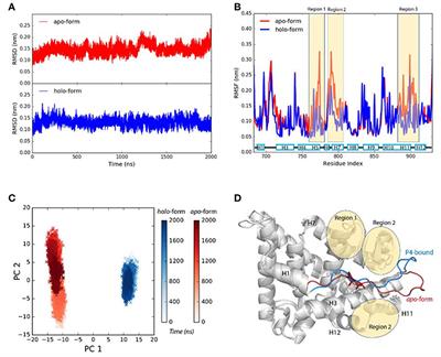 Ligand Binding Induces Agonistic-Like Conformational Adaptations in Helix 12 of Progesterone Receptor Ligand Binding Domain